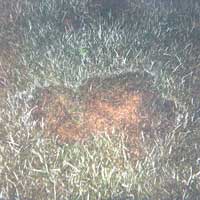 Summer Patch Disease