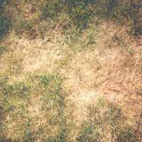 Summer Patch Disease