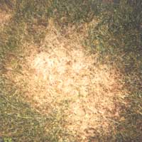 Summer Patch Disease