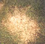 Summer Patch Disease